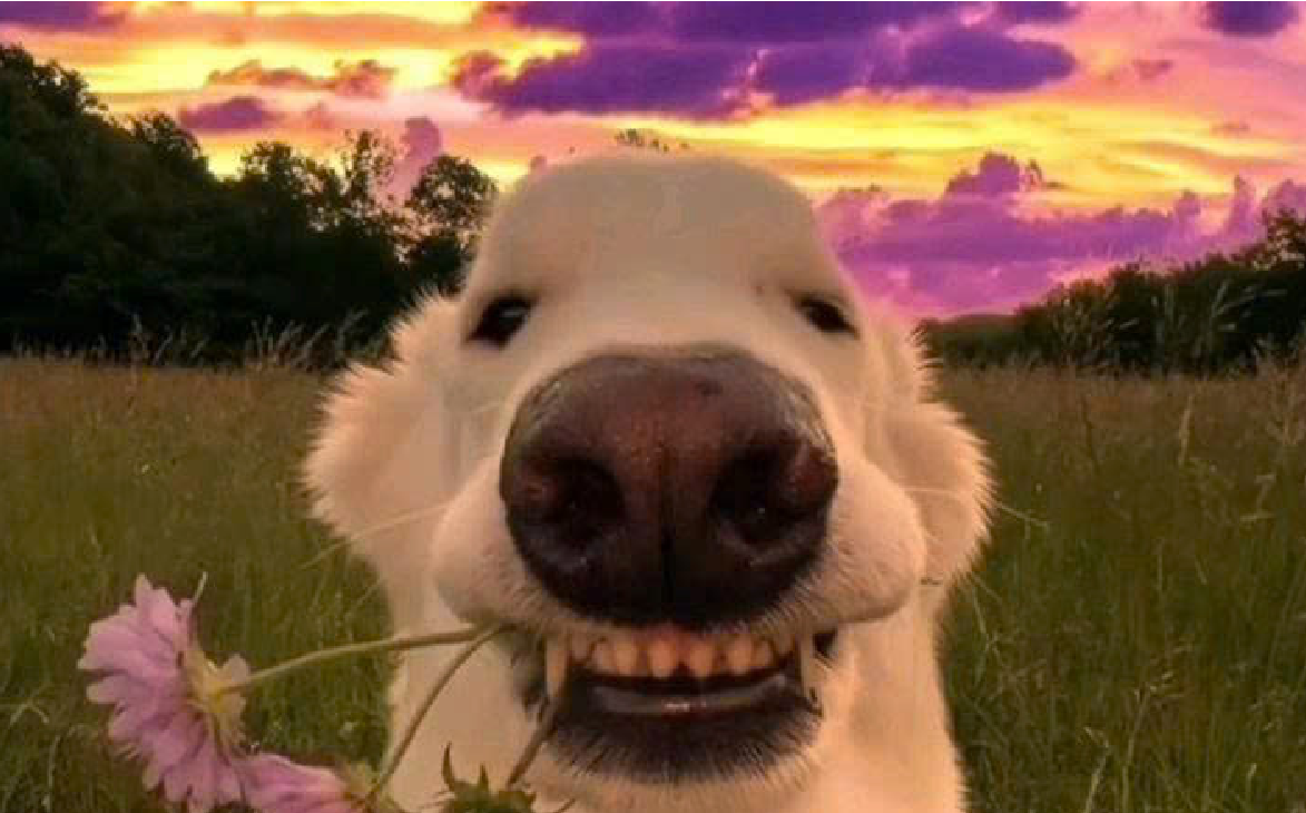 Bán Perm BloxFruit - Done Tự Động